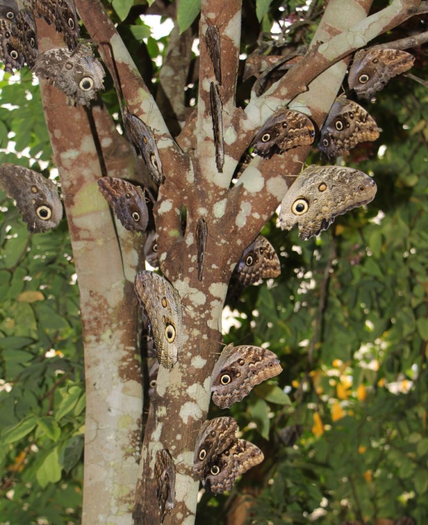 Schmetterlingsparadies im Nebelwald in Mindo