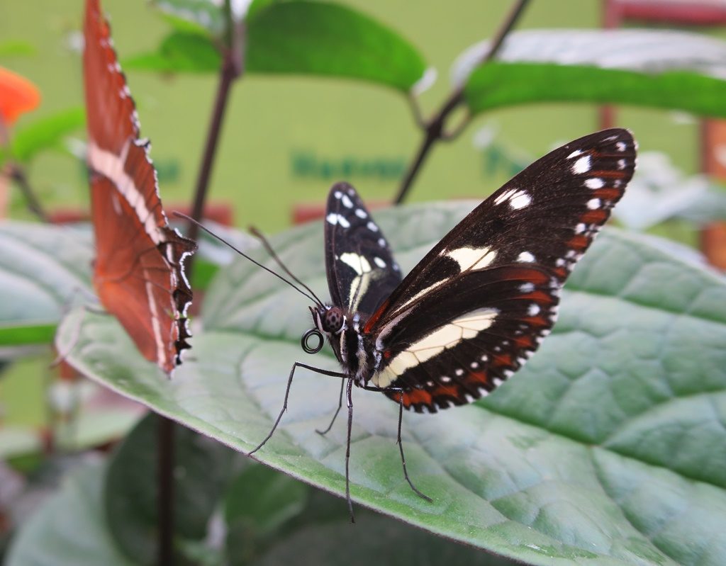 Schmetterlingsparadies im Nebelwald in Mindo