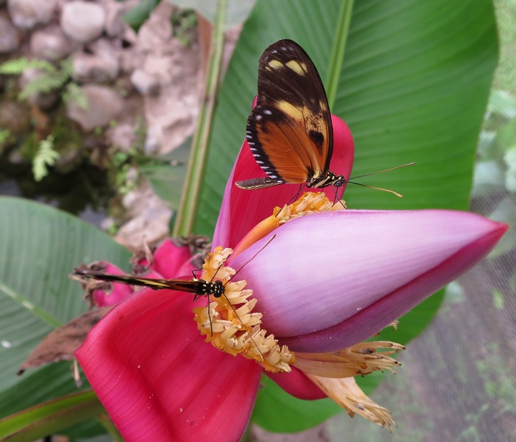 Schmetterlingsparadies im Nebelwald in Mindo