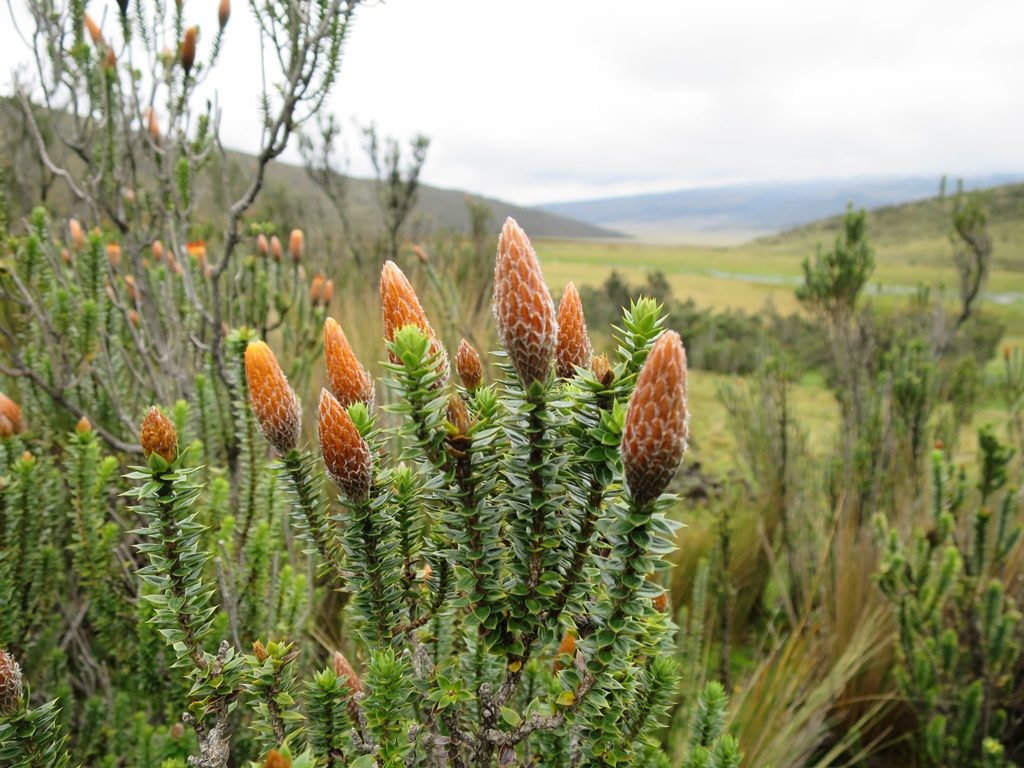 Parque Nacional Cotopaxi