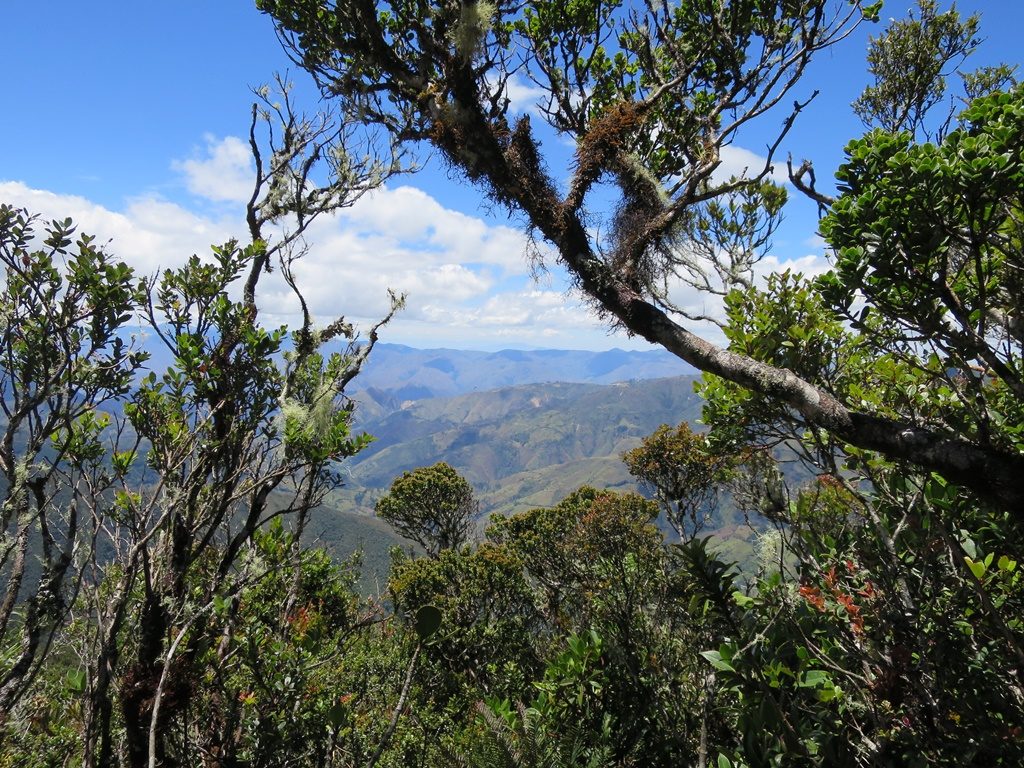 Podocarpus Natioanlpark