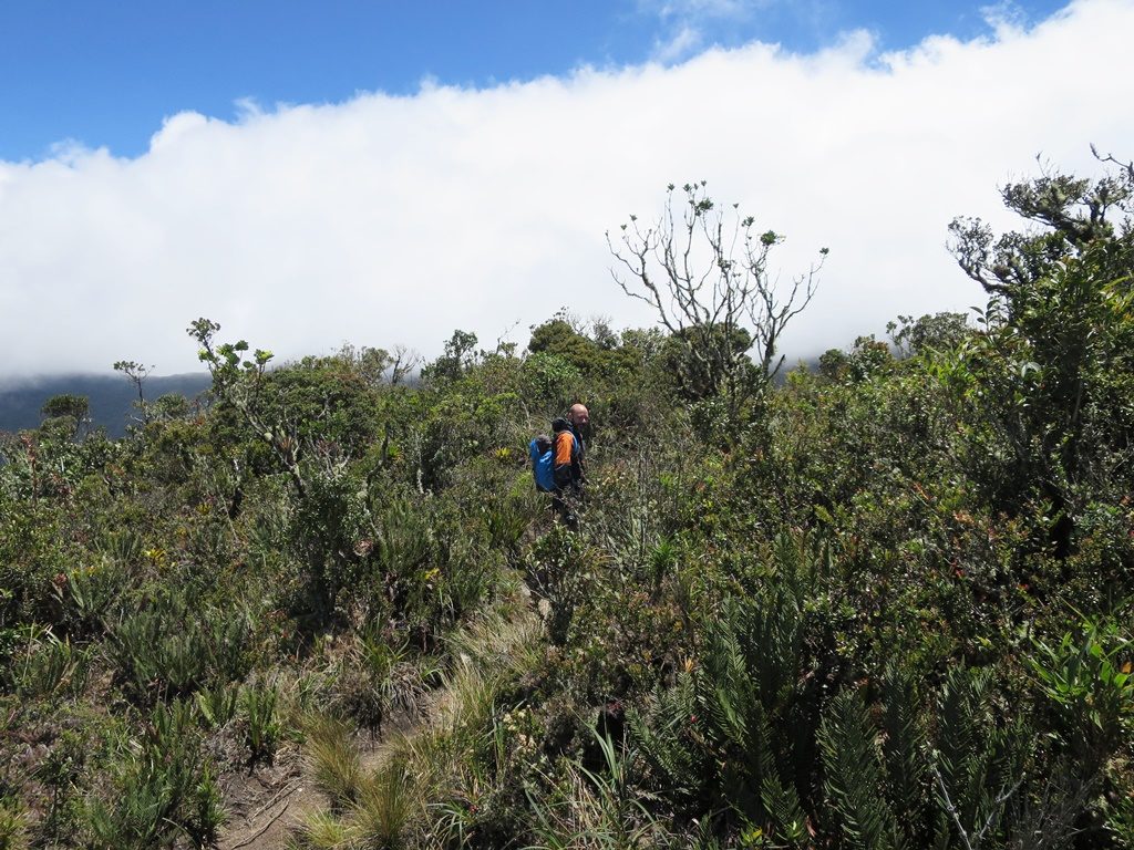 Podocarpus Natioanlpark