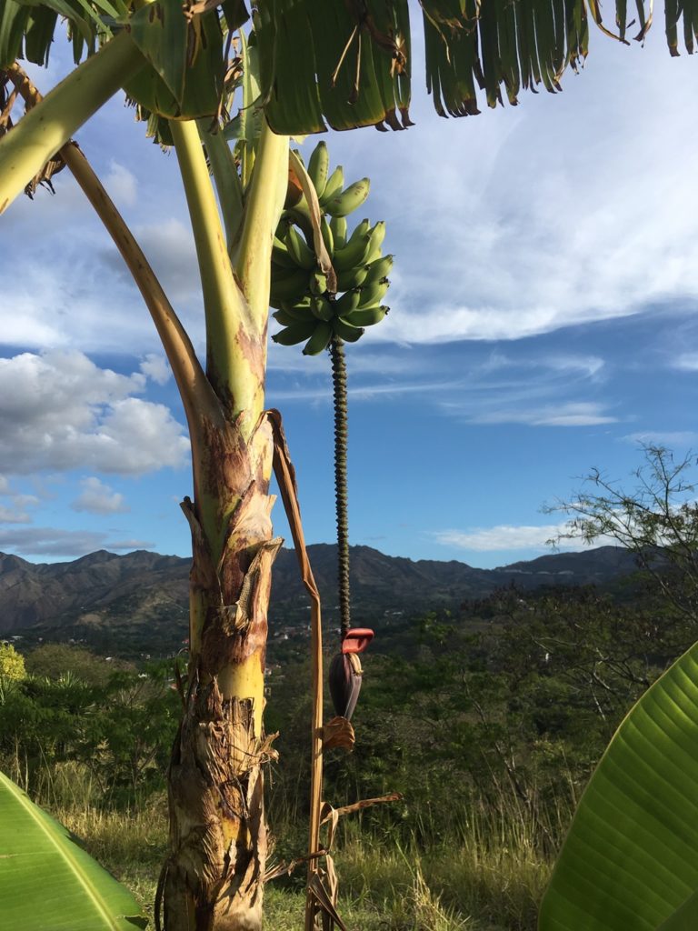 Bananen so weit das Auge reicht in Vilcabamba