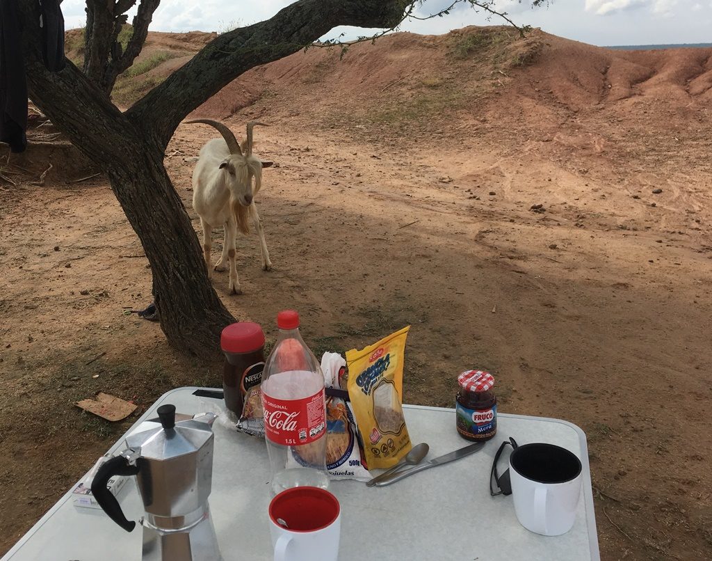 Geissbock Langbart im Desierto Tatacoa