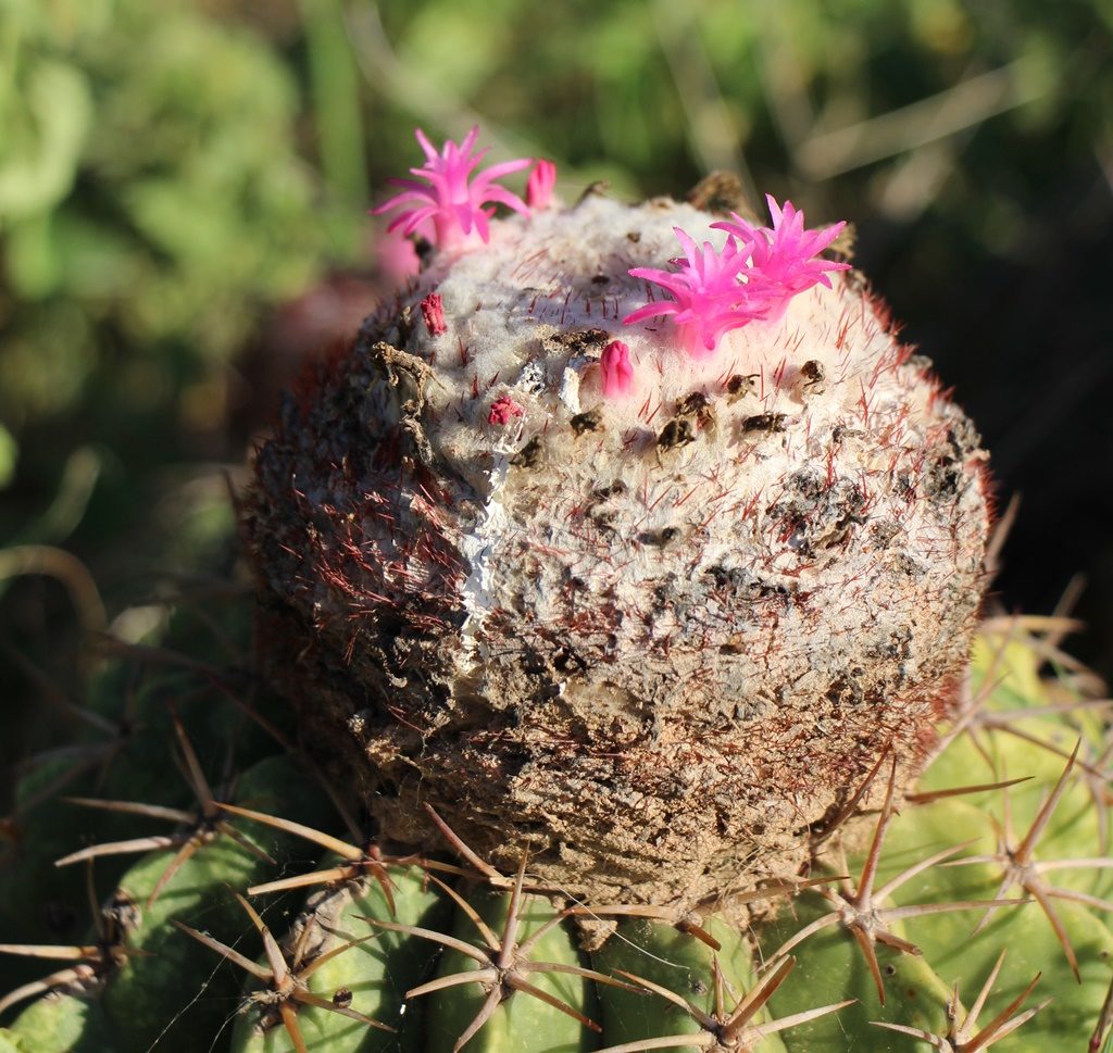 Desierto Tatacoa