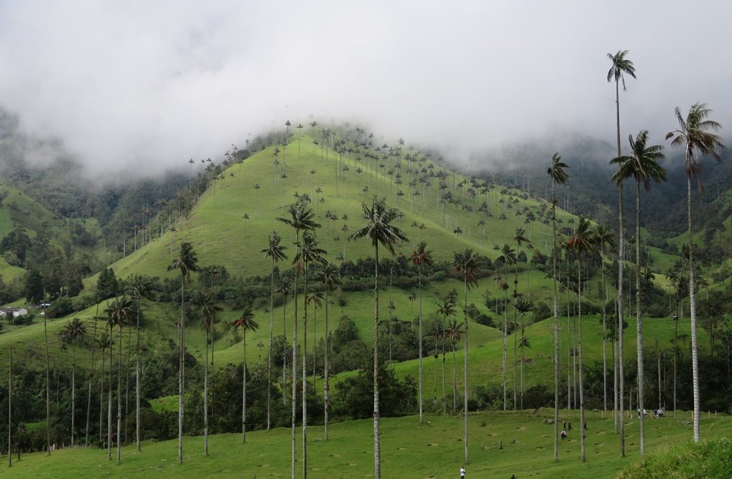 Valle de Cocora (Wachspalmen)