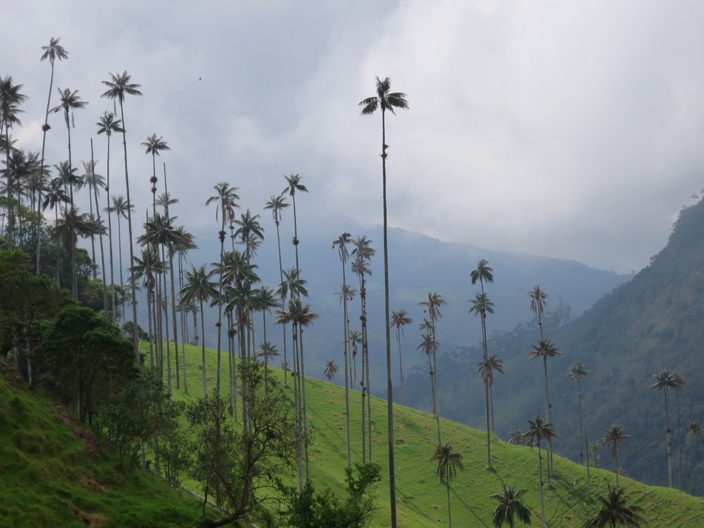 Valle de Cocora (Wachspalmen)