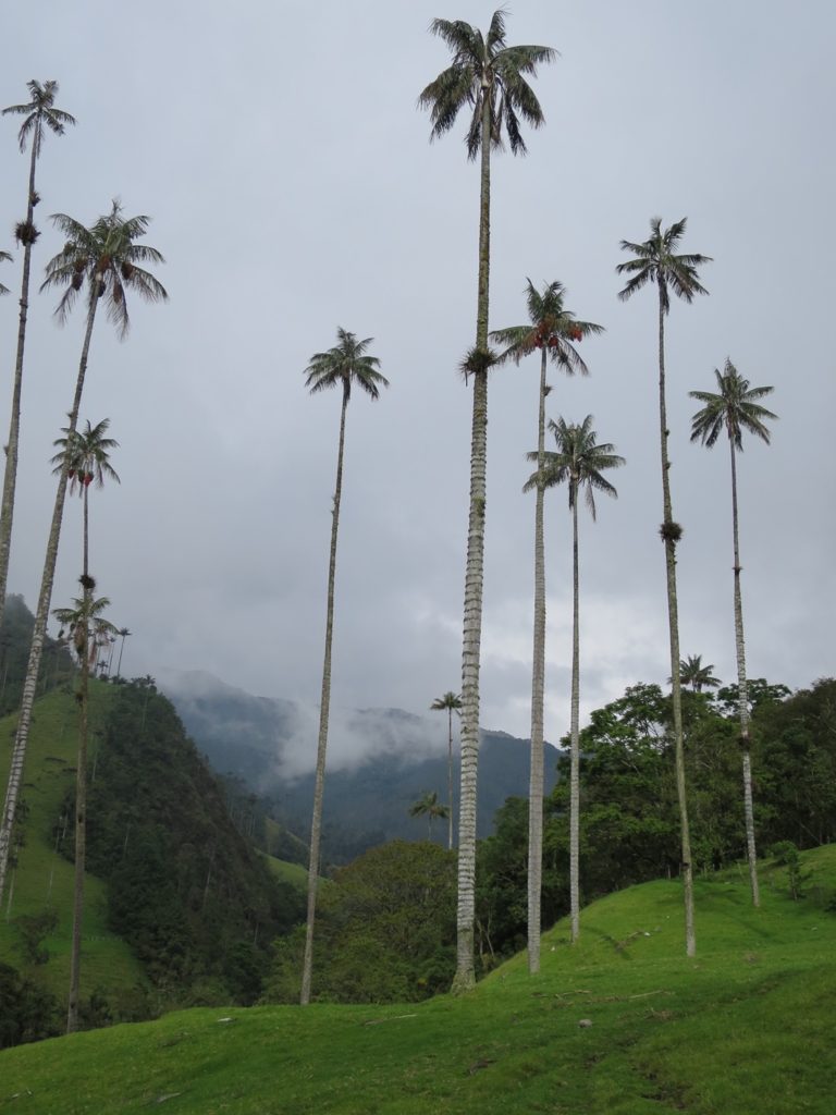 Valle de Cocora (Wachspalmen)