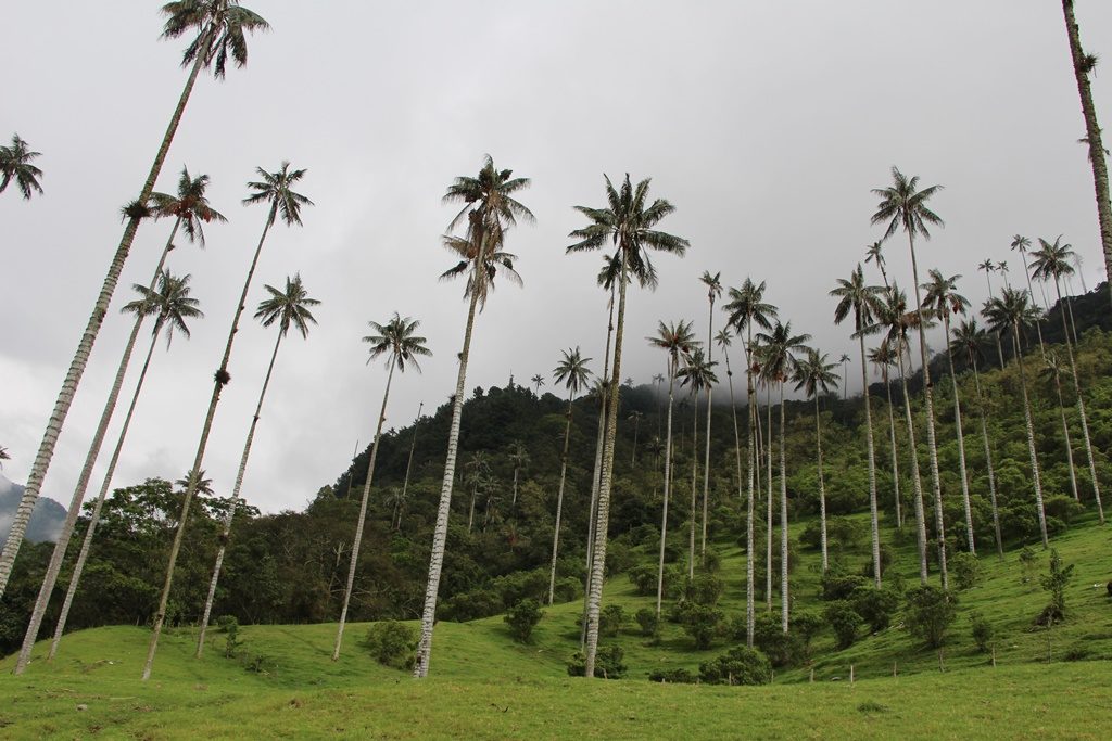 Valle de Cocora (Wachspalmen)