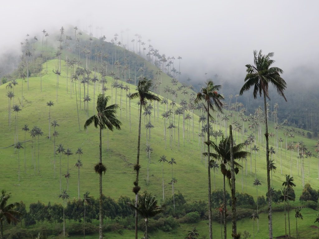 Valle de Cocora (Wachspalmen)