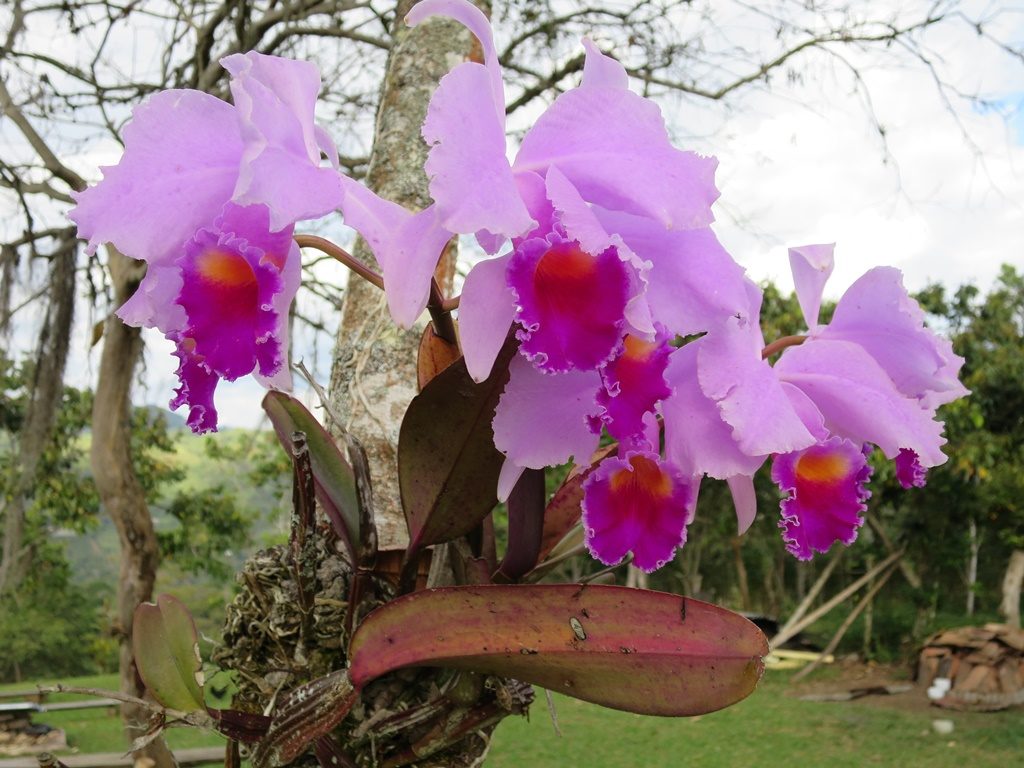 wilde Orchideen